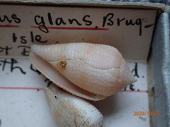 Conus glans