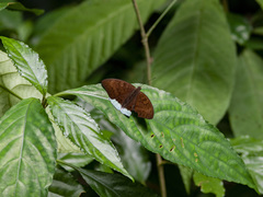Tanaecia