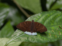 Tanaecia