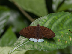 Tanaecia