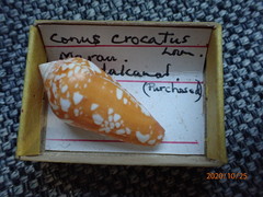 Conus crocatus
