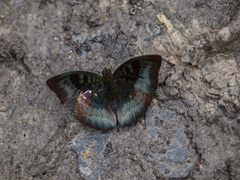 Adoliadini