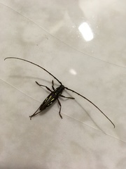 Ambonus distinctus