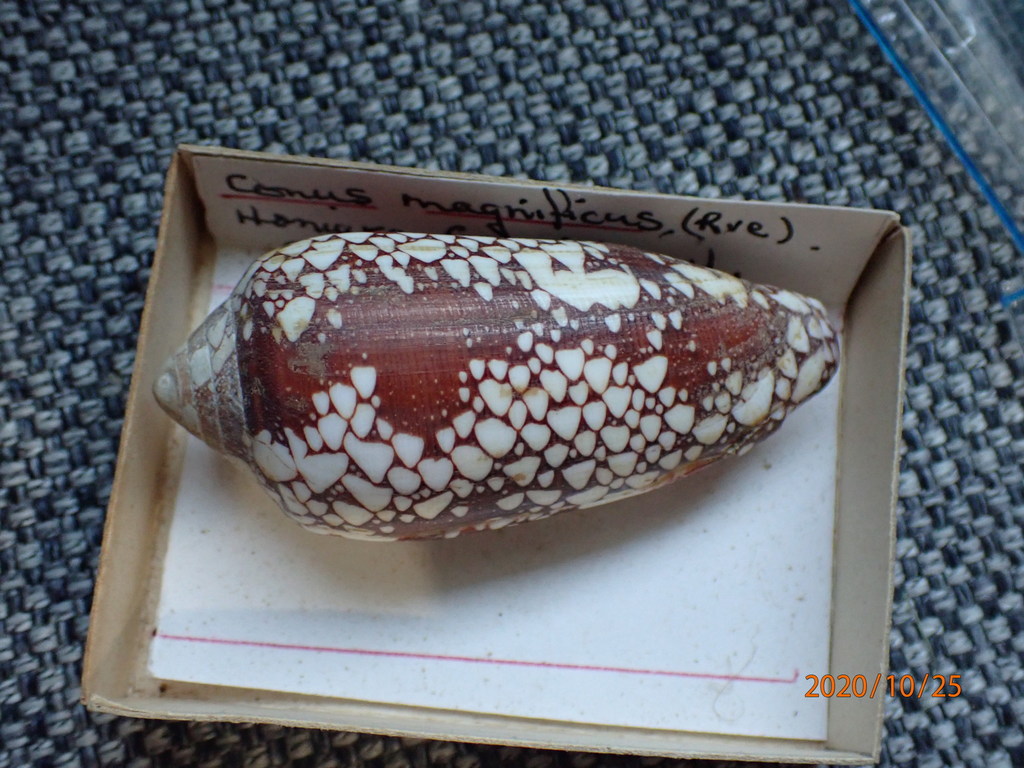 Conus magnificus