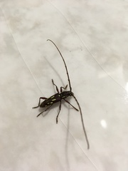 Ambonus distinctus