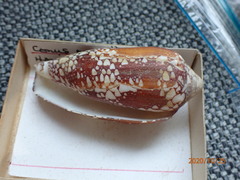 Conus magnificus