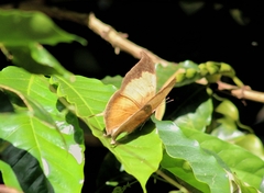 Consul electra electra