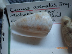 Conus arenatus