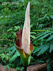 Amorphophallus hewittii