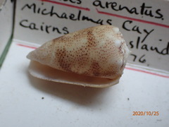 Conus arenatus