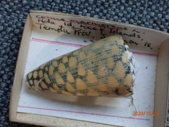 Conus marmoreus