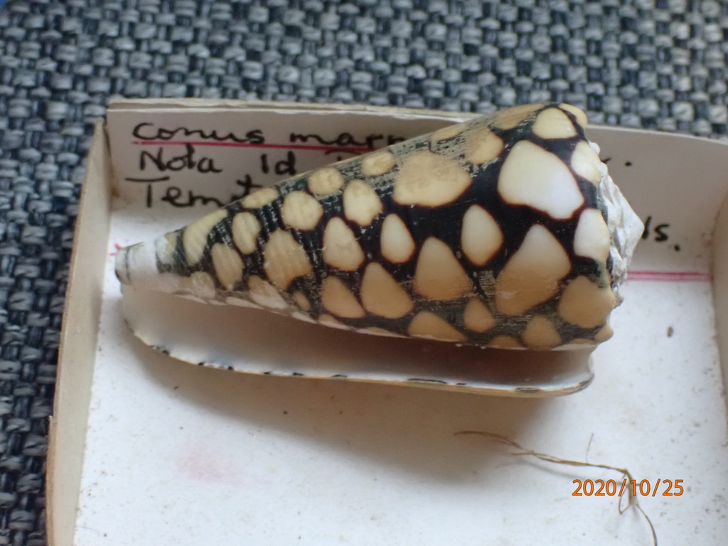Marble cone