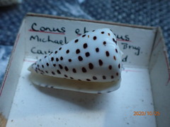 Conus eburneus