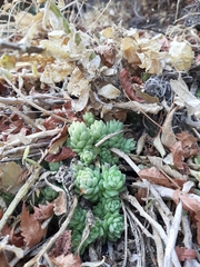 Sedum ebracteatum