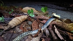 Dendrelaphis pictus