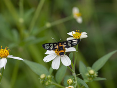 Amata sperbius
