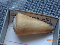 Conus emaciatus