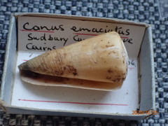 Conus emaciatus image