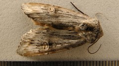 Lithomoia germana
