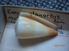 Conus emaciatus