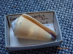 Conus emaciatus