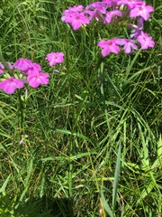 Phlox glaberrima interior