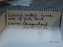 Conus miles
