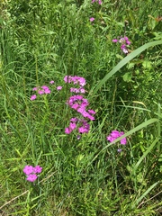Phlox glaberrima interior