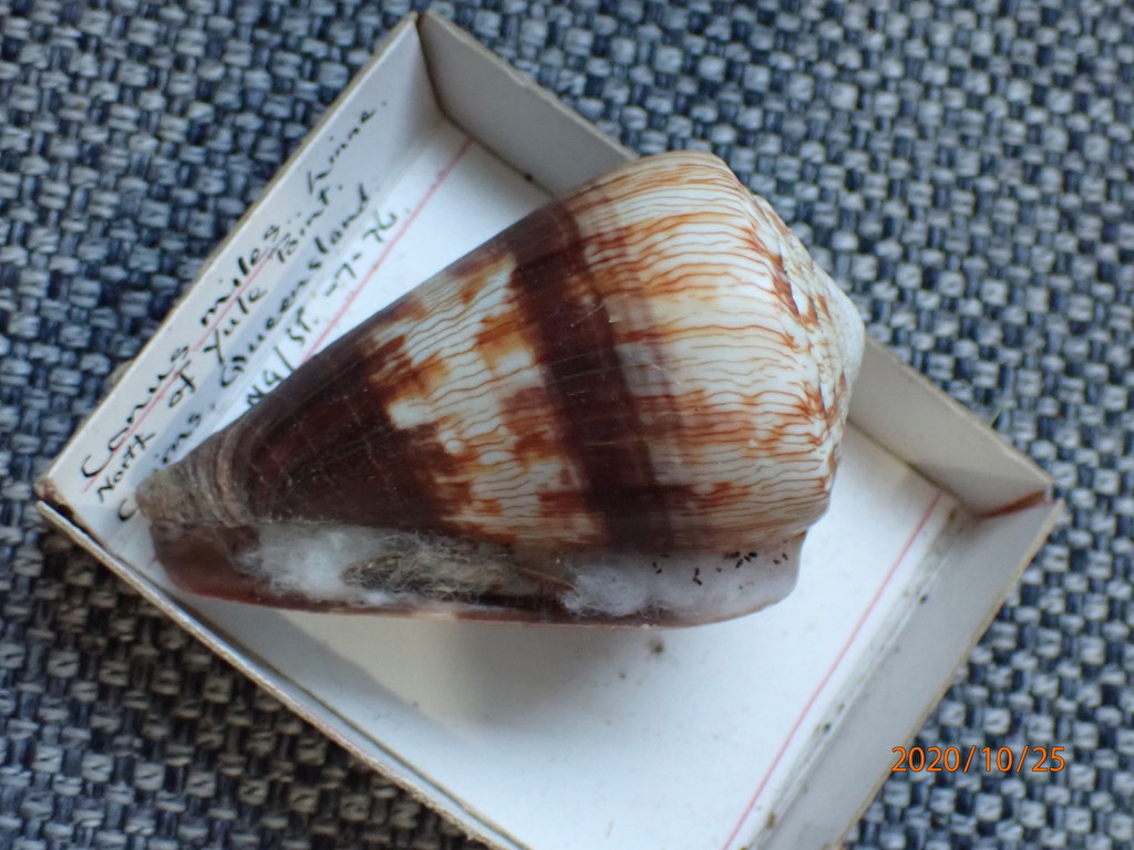 Soldier cone