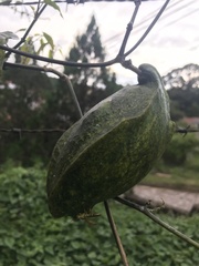 Gonolobus taylorianus
