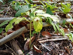 Amorphophallus hewittii