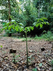 Amorphophallus hewittii