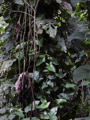 Monstera deliciosa