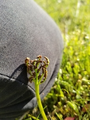 Sceptridium lunarioides