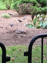 Sciurus carolinensis