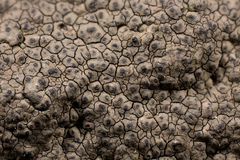 Willeya diffractella