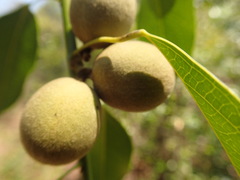 Anisocycla grandidieri image