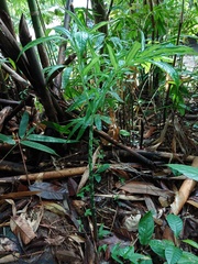 Amorphophallus hewittii