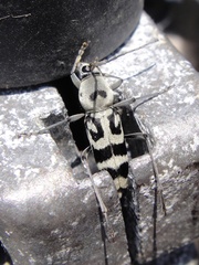 Chlorophorus graphus