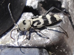 Chlorophorus graphus