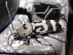 Chlorophorus graphus