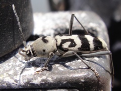 Chlorophorus graphus