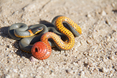 Diadophis punctatus regalis