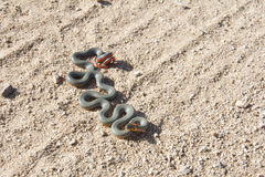 Diadophis punctatus regalis