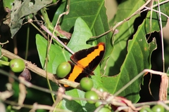 Catonephele cortesi