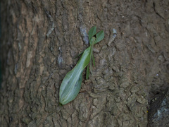 Phylliidae