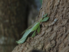 Phylliidae