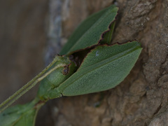 Phylliidae