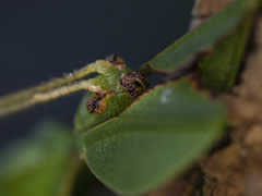 Phylliidae