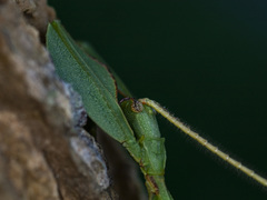 Phylliidae